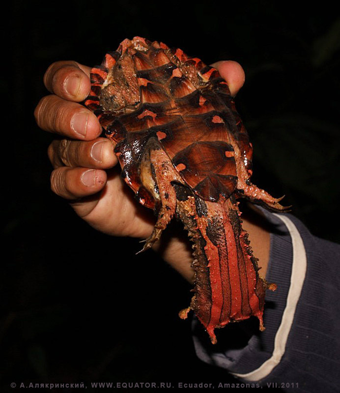  - Chelus fimbriatus / Ecuador, mata mata