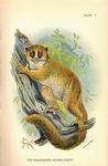 Иллюстрация - лемур с острова Мадагаскар