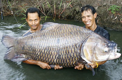 Гигантский карп пойман в Таиланде 