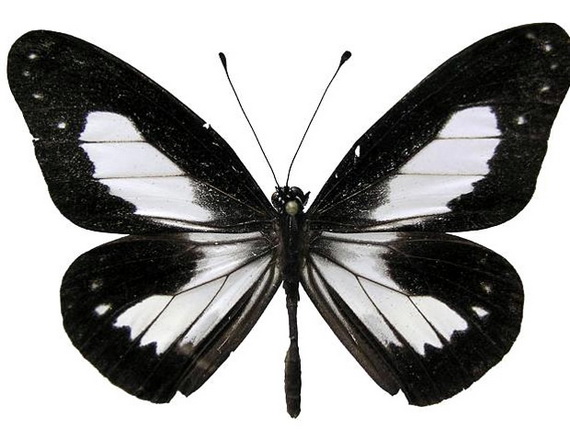 Бабочка Ideopsis fojana - новый вид с Новой Гвинеи