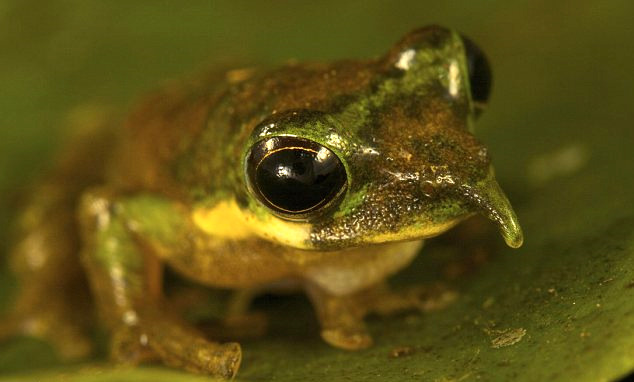Лягушка-пиноккио. Pinocchio Frog, Litoria sp. nov. Новый вид лягушки обнаружен в Индонезии (Папуа).