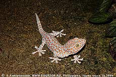 Геккон токи Gekko gecko на острове Таблас, Филиппины.