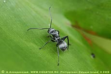 Лесной тропический муравей, макрофотография. Остров Палаван. Филиппины. 