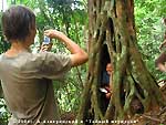 Сашка, ты чего там делаешь? Фикус-душитель в малазийских джунглях, Таман Негара, Малайзия