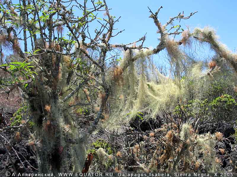       (lichens of Isabela, Galapagos)