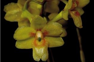 Новая орхидея из Индонезии Dendrobium flos-wanua