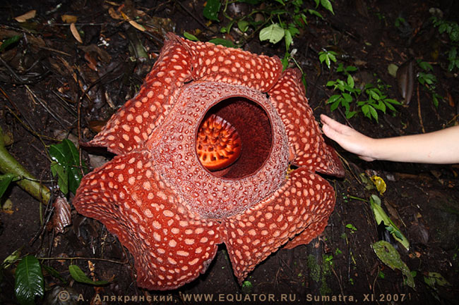  Rafflesia arnoldii  ,  . 