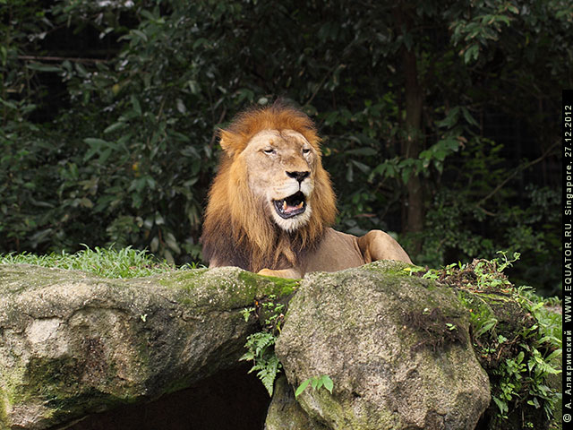 В Сингапурском зоопарке животным живется привольно