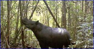 Фото носорога, сделанное на Суматре. Copyright © 2012 AFP.