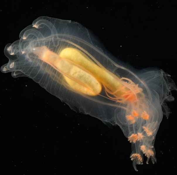 Peniagone diaphana