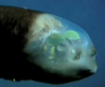  Macropinna microstoma
