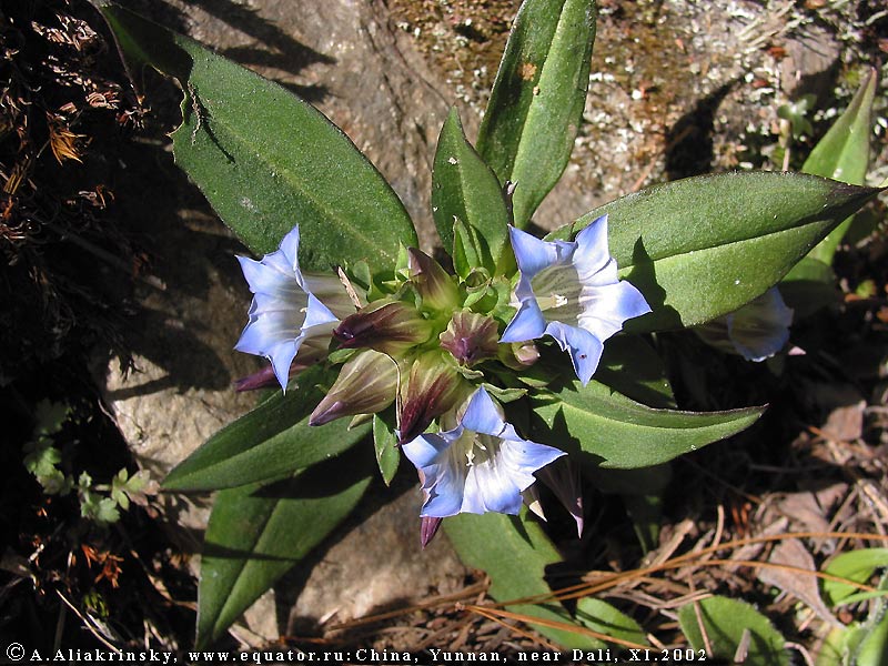  .   .   . Wild flower from Yunnan, near Dali.