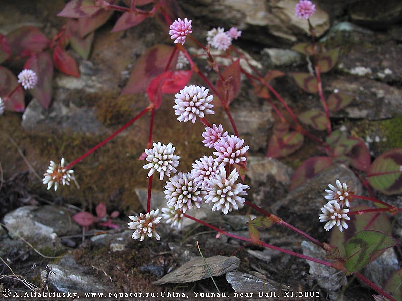   .   .       . Wild flower from Yunnan, near Dali.