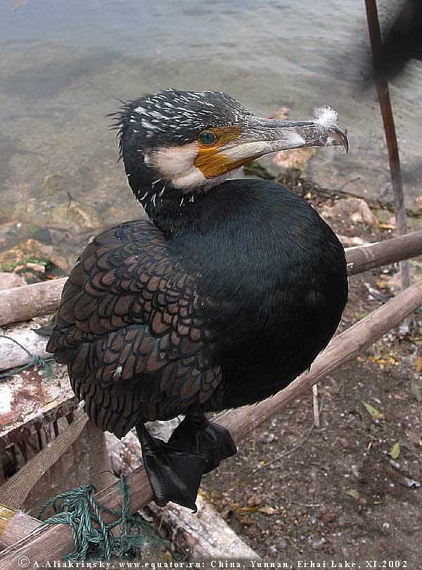   .   .       .  . Cormorant fishing, Erhai Lake, China.