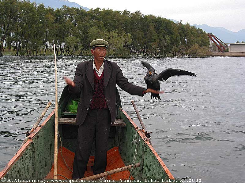   .   .       .     . Cormorant fishing, Erhai Lake, China.