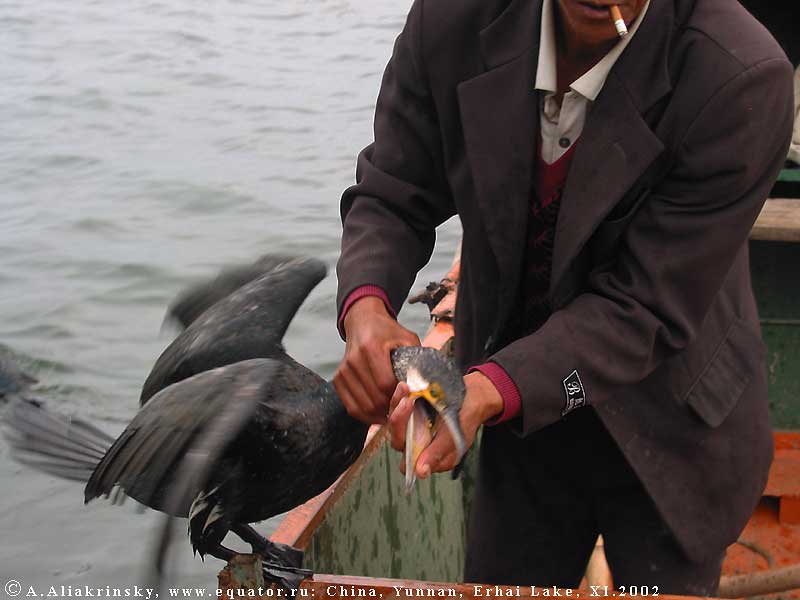   .   .       .   . Cormorant fishing, Erhai Lake, China.