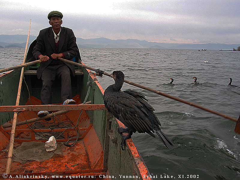   .   .       .   . Cormorant fishing, Erhai Lake, China.