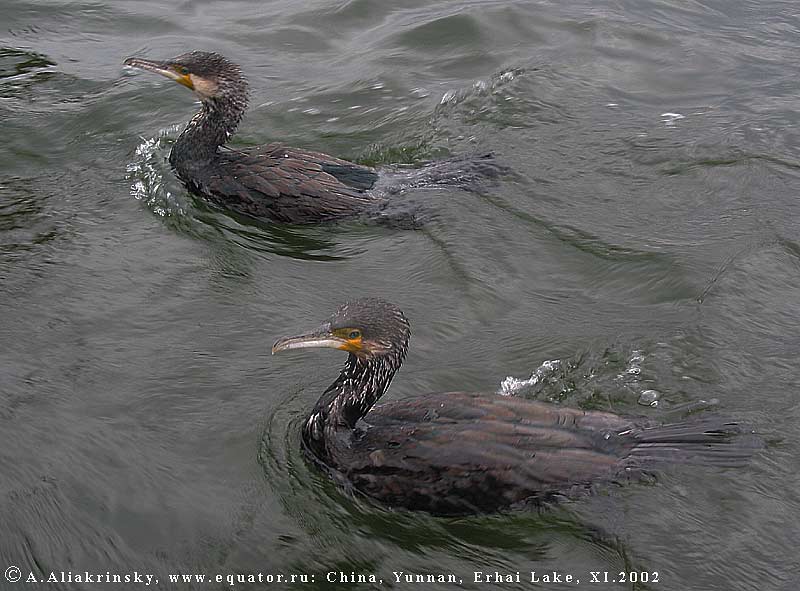   .   .       .  ,   . Cormorant fishing, Erhai Lake, China.