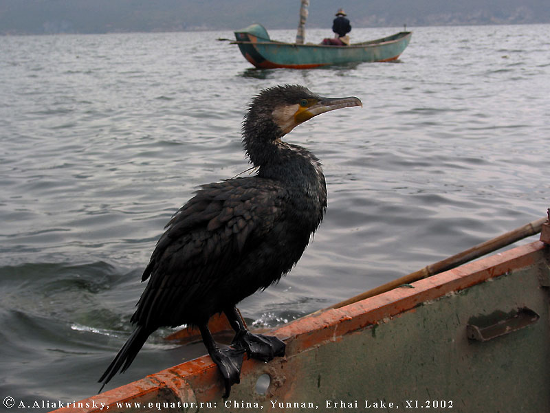   .   .       .     . Cormorant fishing, Erhai Lake, China.