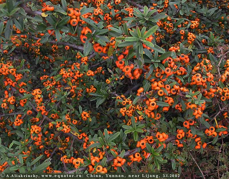   Cotoneaster.   ,  . Wild berries from China, Yunnan.