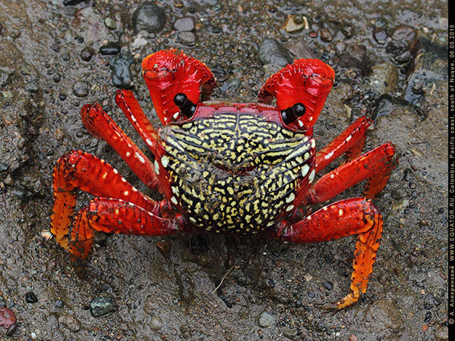 Goniopsis pulchra (Lockington, 1877) from Pacific coast of Colombia