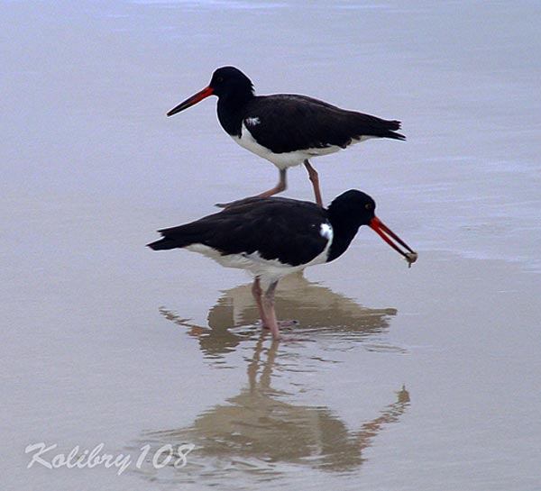  , .  Haematopus palliatus. 