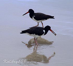  Haematopus palliatus,  