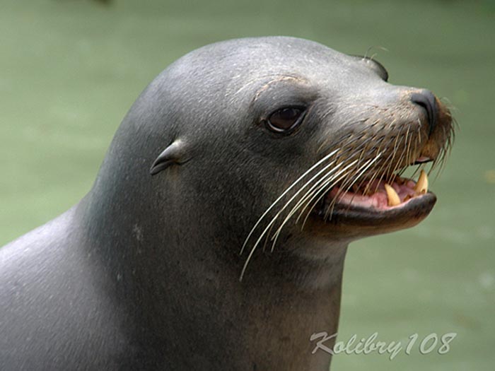   Zalaphus californianus,  
