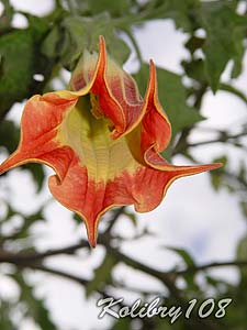   (Datura).    , 