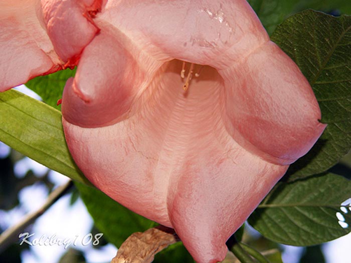 Datura, ������������ ��� � ����, �������