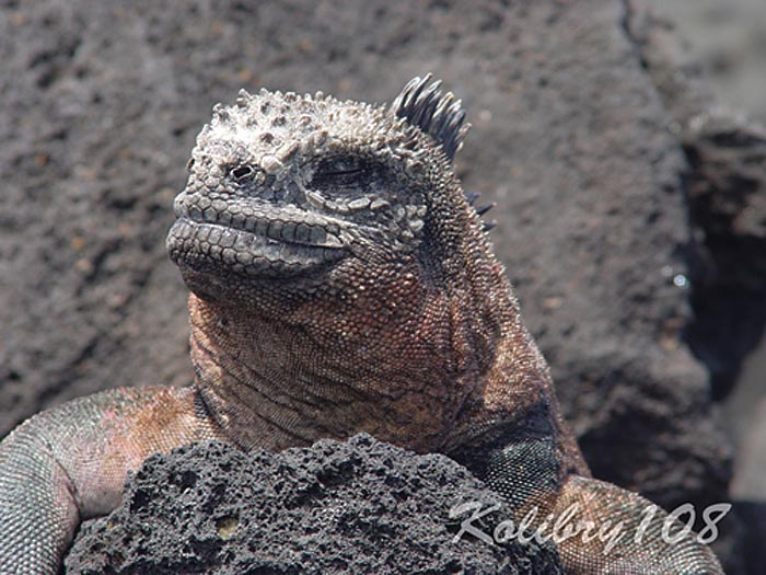   Amblyrhynhus cristatus,  