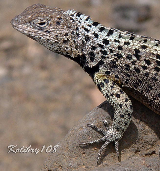   Microlophus albemarlensis,  