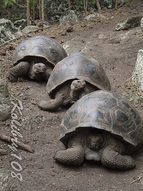   Geochelone elephantopus,  , .
