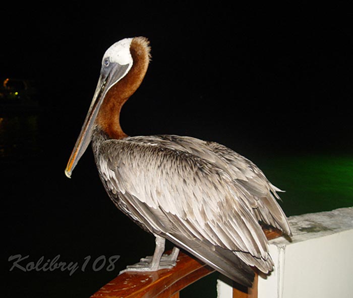   Pelecanus occidentalis,  