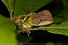  Enyalioides sp., , . .