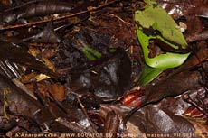   Ceratophrys cornuta.   .