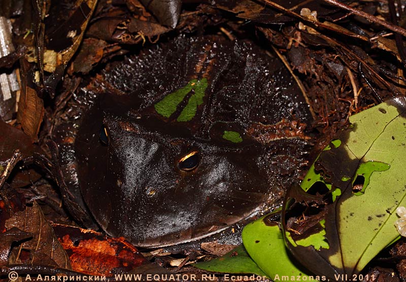     Ceratophrys. Ecuador.