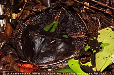 Amazonian horn frog, Ceratophrys aff. cornuta. Ecuador.