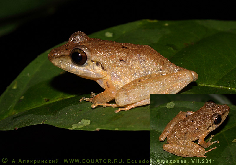 Longsnout robber frog Craugastor longirostris (?). Ecuador.