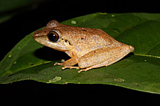Longsnout robber frog Craugastor longirostris (?). Ecuador.
