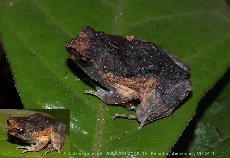 unknown frog from Ecuador