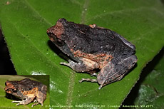 Unknown frog from Ecuador