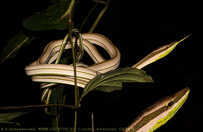 В лесу Эквадора. Остроголовая змея Oxybelis argenteus / Daudin's vine snake