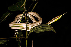    Oxybelis argenteus.
