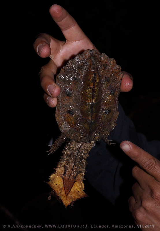 Черепаха мата-мата Chelus fimbriatus / Ecuador, mata mata