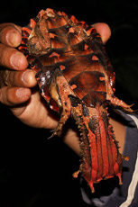   Chelus fimbriatus   .
