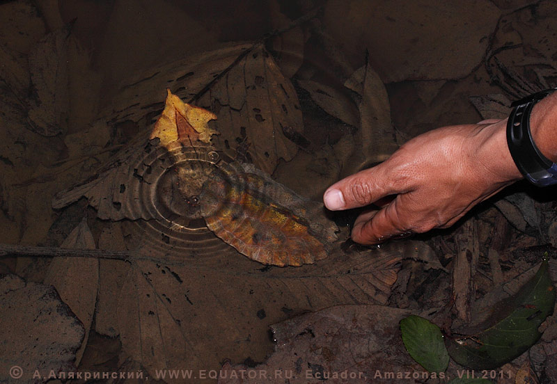 - Chelus fimbriatus / Matamata Ecuador