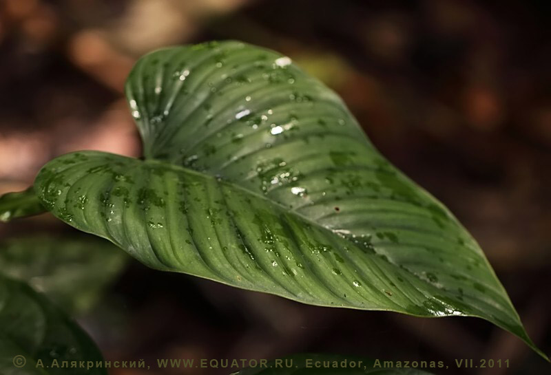   .   Alocasia sp. .