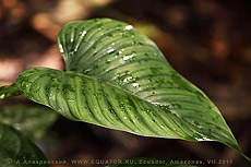   (Alocasia). .