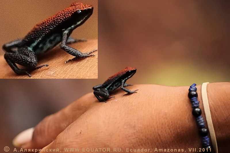  Epipedobates bilinguis  